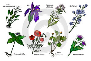 Set of medicinal plants: