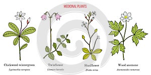 Set of medicinal plants. Hand drawn vector