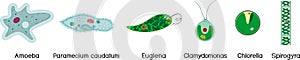 Set of microscopic unicellular organisms: protozoa Paramecium caudatum, Amoeba proteus, Chlamydomonas,