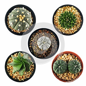 Set of mini cactus in little pot isolated white background. Astrophytum , Gymnocalyciam photo