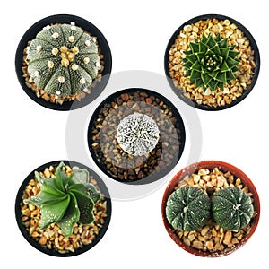 Set of mini cactus in little pot isolated on white background with clipping path. Astrophytum , Gymnocalyciam photo