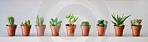 Set of mini cactus and succulent plants banner.