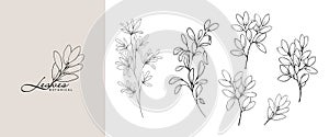 Set of minimalist botanical line elegant leaves branch