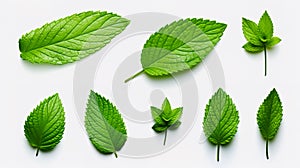 Set of mint leaf. Mint leaves isolated. Fresh mint on white background