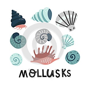 Set mollusks and starfish, sea ocean, lettering vector illustration photo