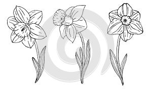 Set of monochrome Narcissus