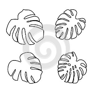 Set of monstera leaves in beautiful style on white background. Element decorative floral. Tropical decoration plant leaf