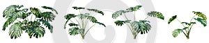 Set of monstera tropical plant isolated on white background. 3D render.