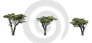 Set of Monterey Cypress trees