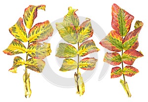 Set of Motley autumn leaves of rose isolated on white