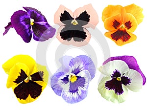 Set of motley pansy flowers