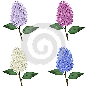 Set of multicolor lilac branches