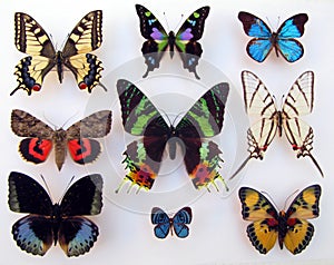 Set multicolor tropical butterflies. Entomology collection. Lepidoptera.Insects