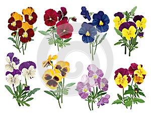 Set of multicolored pansies photo