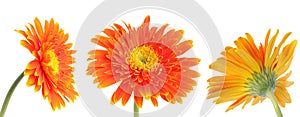 Set of multiple different bright orange gerbera flowers heads isolated on white background