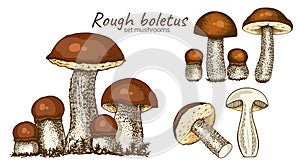 set mushroom of boletus