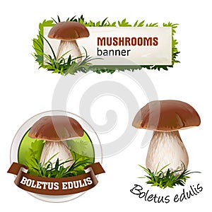 Set of mushroom vector banner, badge, sticker, icon with porcini