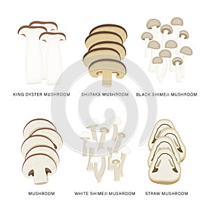 Set of Mushroom Vegetable Slices. Organic and healthy food isolated element Vector illustration.