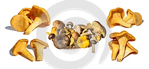 Set of mushrooms: chanterelle, boletus. Basket of mushrooms. Isolated on white background