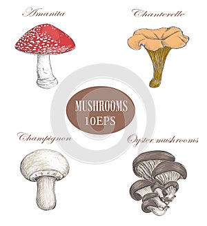 Set mushrooms. colored illustration. Mushrooms collection.