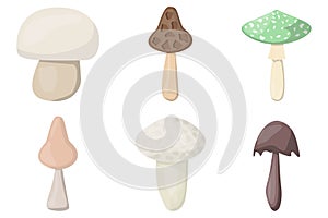 SET of mushrooms. Edible Organic mushrooms. Truffle brown cap. Forest wild mushrooms types
