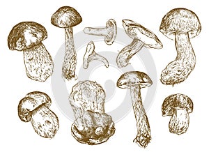 Mushrooms, hand drawn vector illustration.