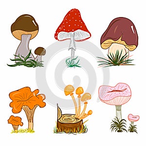 Set of mushrooms illustrations and icons. Colorful nature. Fungi. Idea for decors, autumn holidays, environment themes.
