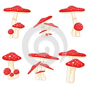 Set of mushrooms toadstools. forest plants, mushrooms