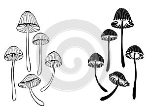 Set of mushrooms toadstools photo