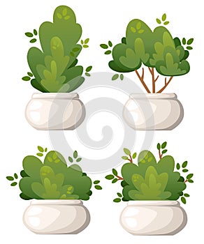 Set of natural bush and garden trees in white vase for park cottage and yard vector illustration isolated on white background webs