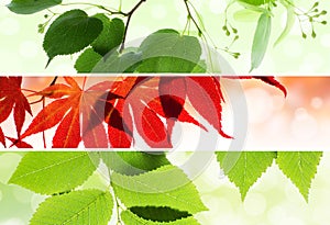 Set of natural seasonal banners with leaves