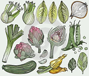 Set of nature mediterranean vegetables. Fresh organic food. Vegetables vintage Hand-drawn sketch.