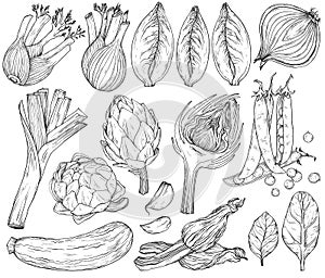 Set of nature mediterranean vegetables. Fresh organic food. Vegetables vintage Hand-drawn sketch. Black and white