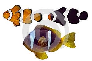 Set of Nemo fish on white background
