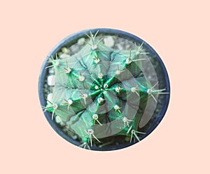 Set Neon Cactus. Minimal creative stillife,