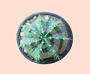 Set Neon Cactus. Minimal creative stillife, photo
