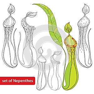 Set of Nepenthes or monkey-cup on white background. Illustrated series of carnivorous plants.