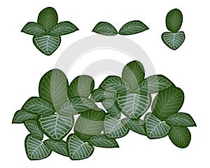 A Set of Nerve Plant on White Background