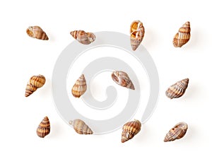 Set of netted dog whelk empty shells isolated on a white background. Small sea snail Tritia reticulata spiral shells cutout.