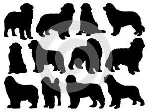 Set of New Foundland dog silhouette vector art photo