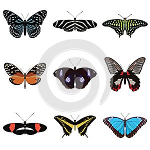 Set of nine exotic butterflies