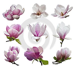 set of nine magnolia flowers isolated