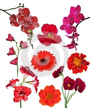 Set of nine red color flowers isolated on white