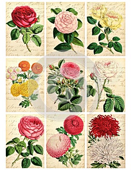 Set of nine shabby vintage floral cards photo
