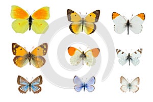 Set of nine yellow and blue butterflies on white photo
