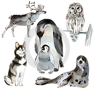 Set of Northern animals. Watercolor illustration in white background.