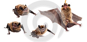 Set of Northern bat on white.