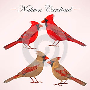 Set of nothern cardinals