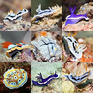 Set of nudibranches