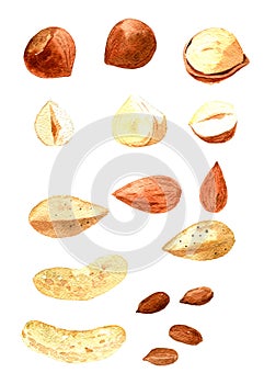 Set of nuts: Almonds, peanuts, hazelnuts, cashews. Hand drawn watercolor illustration isolated on white background.